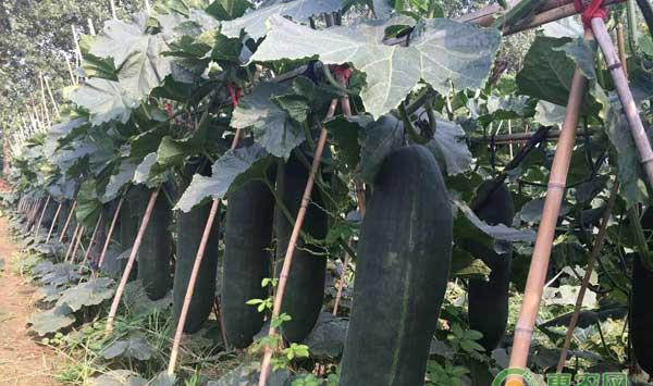 冬瓜一般几月份种植？冬瓜高效栽培技术要点