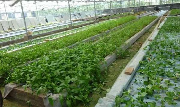 蔬菜肥害预防方法