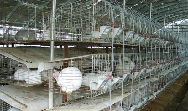 肉兔养殖人工受精有哪些注意事项