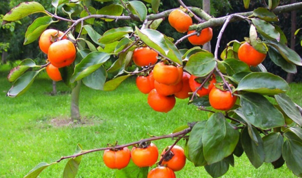 农村院子里种植柿子树的方法要点