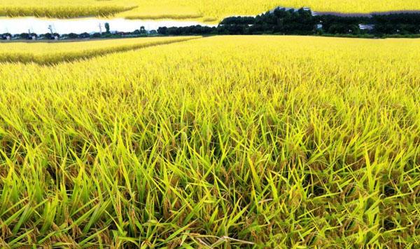 水稻播种培育壮秧、运筹肥料、定量灌水精确定量栽培技术