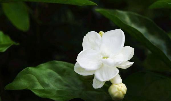 茉莉花栽培技术