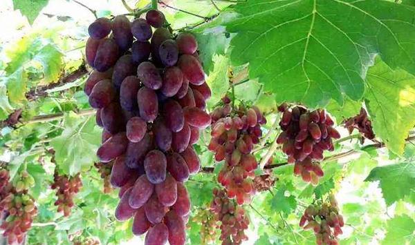 绿僵菌可以防葡萄小蠹虫吗？