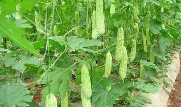 浏阳市大棚早春辣椒—秋苦瓜—松花菜栽培模式