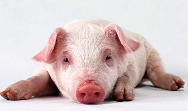 猪棘球蚴病一年四季都会发生吗？有哪些防治措施？