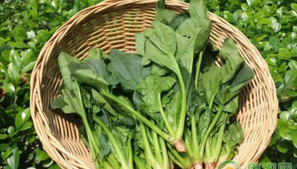 夏日高温菠菜种植管理技术要点