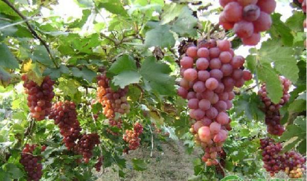 南方地区葡萄避雨栽培控病技术要点