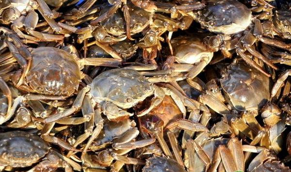 螃蟹的养殖技术