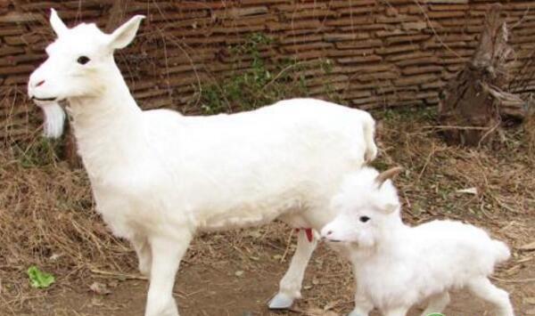 母山羊为何会出现胎衣不下现象？可采取哪些治疗措施？