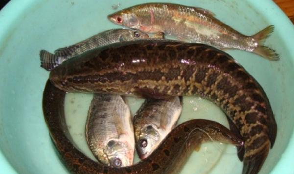 大刺鳅怎么养？