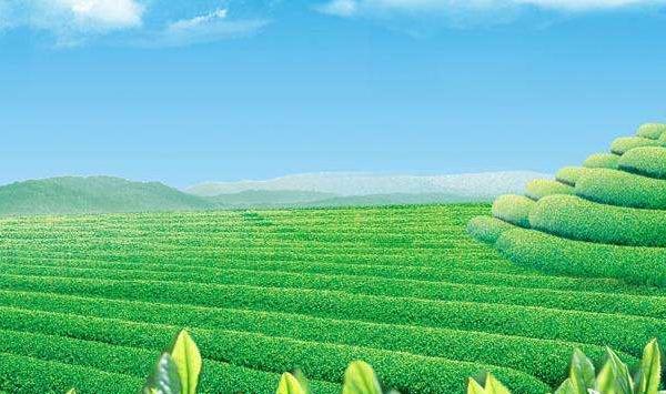 优质茶叶种植需这样施肥、修剪及封园