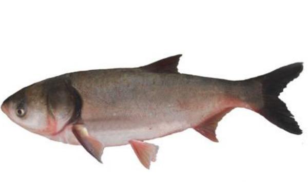 鱼养殖常见的四种相似鱼病介绍（附诊治措施）