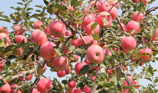 苹果如何实现高产？