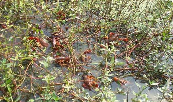 小龙虾养殖换水的做法