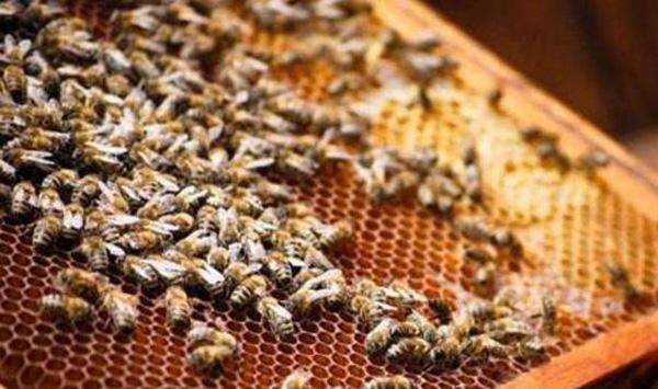 中华蜜蜂健康饲养技术要点