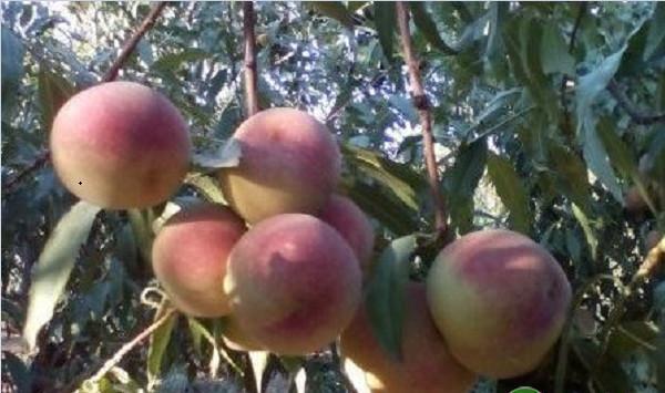 玉龙县冬雪蜜桃引种表现及栽培技术要点