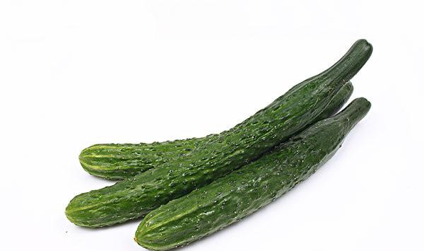 黄瓜叶缘发黄原因