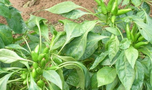 辣椒“四膜覆盖”越冬种植技巧
