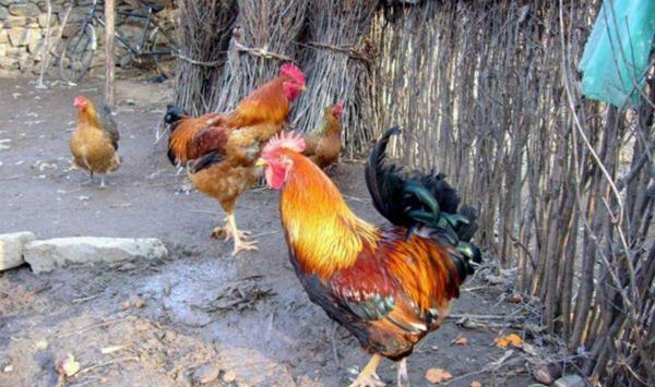 散养土鸡的坏死性肠炎的常见症状及治疗思路