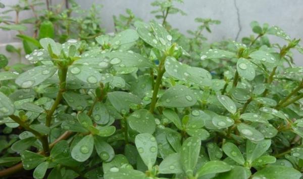 农村野菜马齿苋的食用方法及种植栽培技术