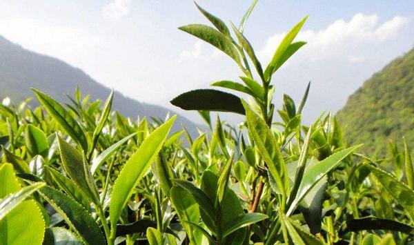 茶叶高产种植技术要点