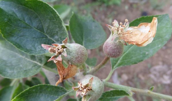 红富士苹果开花少是为什么？