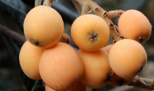 大五星枇杷丰产栽培技巧