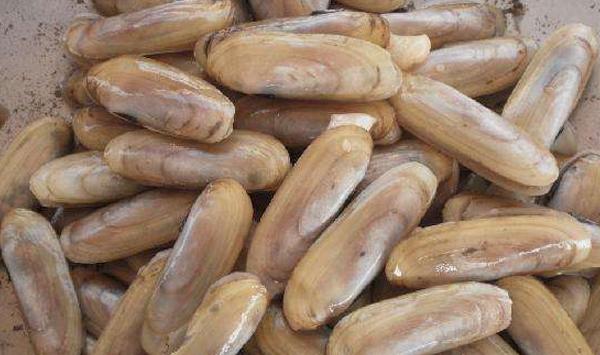 近江蛏怎么育苗？