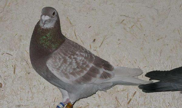 鸽病有哪些症状表现？