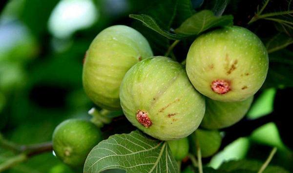 无花果如何盆栽？