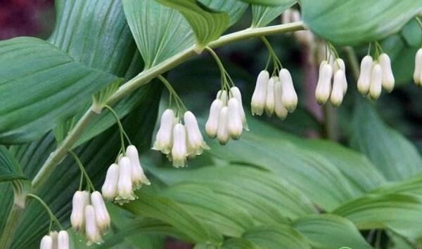 湖南多花黄精规范化栽培技术及病虫害防治要点