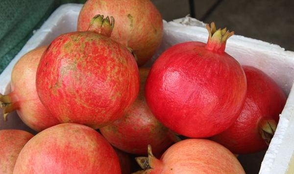 石榴裂果的原因及预防措施