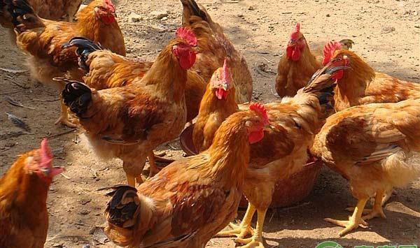 肉用种公鸡产蛋期的饲养管理要点