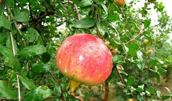 石榴裂果的原因及预防措施