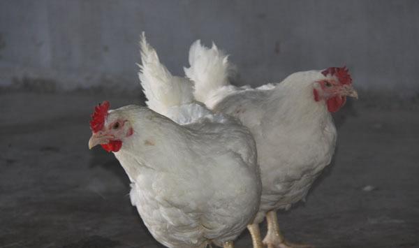 肉鸡皮肤损伤的原因