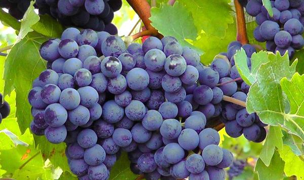 绿僵菌可以防葡萄小蠹虫吗？怎么使用？