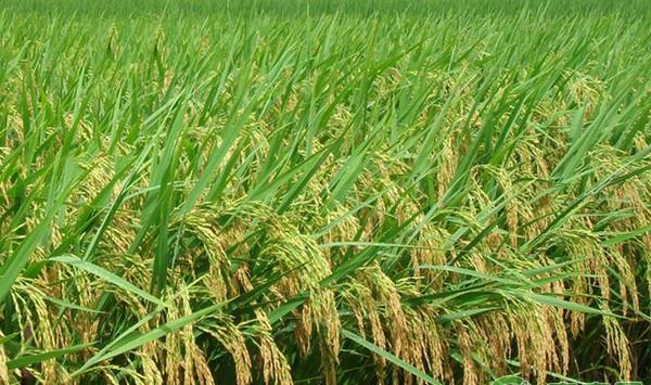 南方地区中稻高产直播栽培技术