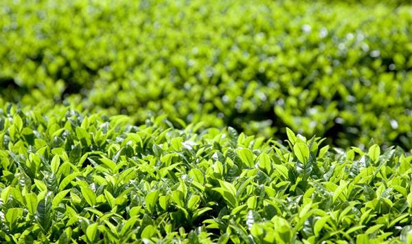 茶叶良种高产种植技术