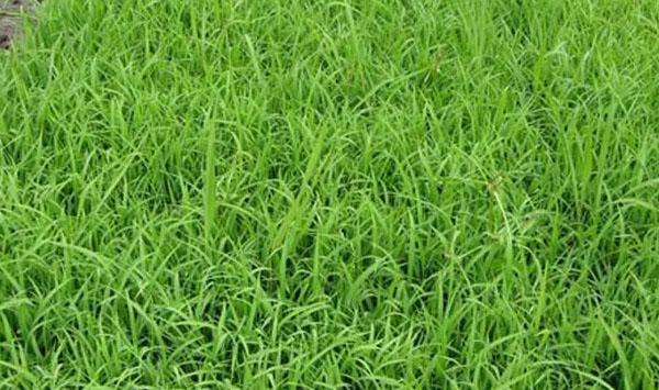 水稻播种培育壮秧、运筹肥料、定量灌水精确定量栽培技术
