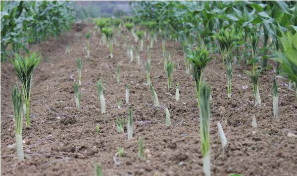 魔芋什么时候种植？魔芋高产栽培管理技术