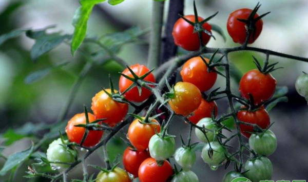 圣女果种植时间和高产栽培技术