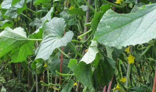 大棚黄瓜萎蔫病害