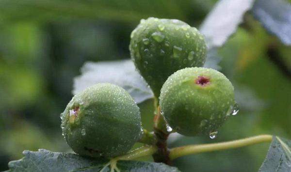 无花果盆栽需这样扦插管理及病虫害防治