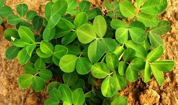 双季花生高产栽培方法