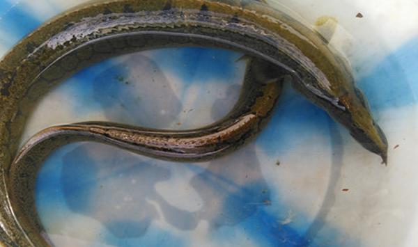 大刺鳅怎么养？有哪些病害？