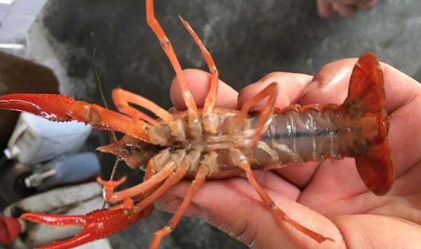 澳洲淡水龙虾生态养殖技巧