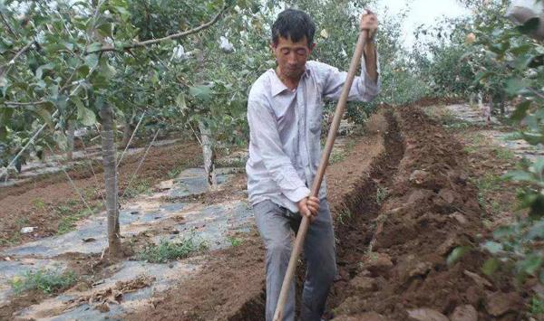 果树施肥的方法分别有什么优势？