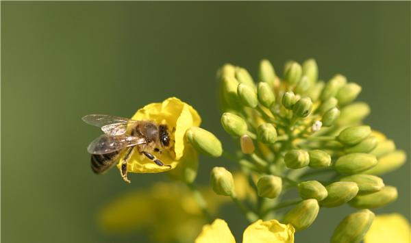 油菜僵苗的原因