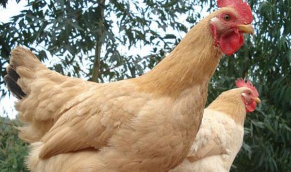 鸡舍温度有哪些要点？鸡舍温度三大标准