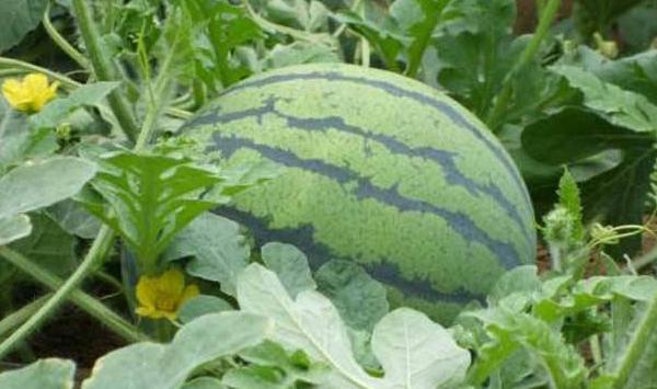 无籽西瓜高产高效栽培技巧